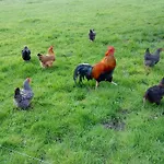 Am Storchennest Schmogrow