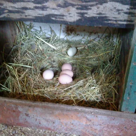 Am Storchennest