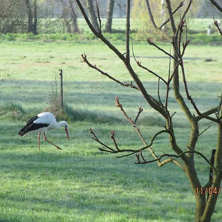 Apartment Am Storchennest Schmogrow