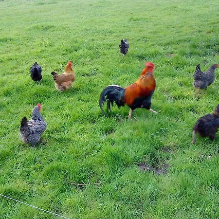 Am Storchennest Schmogrow