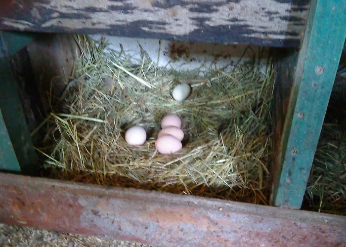 Am Storchennest
